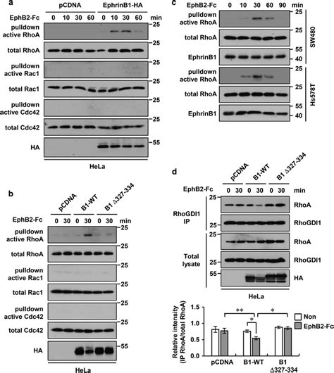 Ephrinb Stimulation By Ephb Fc Promotes Rhoa Activation And The