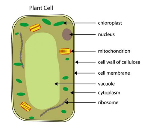 Plant Cells Gcse Biology Revision