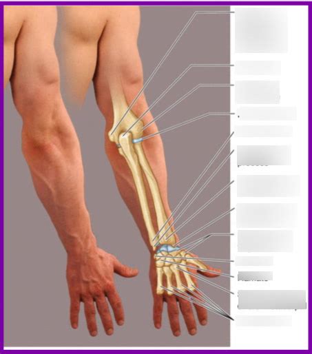 Principles Anatomy Forearm Diagram Quizlet