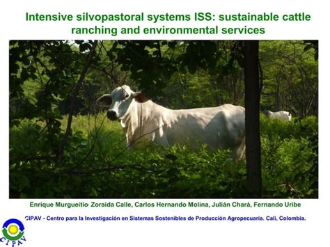 Intensive Silvopastoral Systems ISS Sustainable Cattle Ranching And