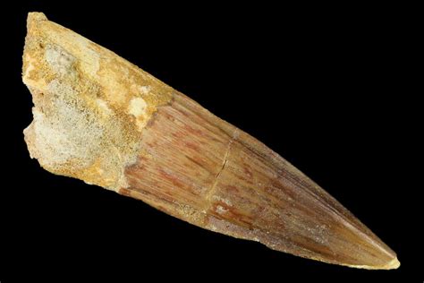 279 Spinosaurus Tooth Real Dinosaur Tooth 154052 For Sale