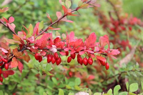 50+ Edible Wild Berries & Fruits ~ A Foragers Guide