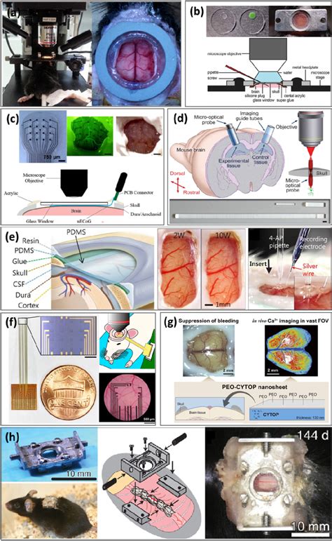 Examples Of Cranial And Spinal Window A A Sealed Cranial Windows