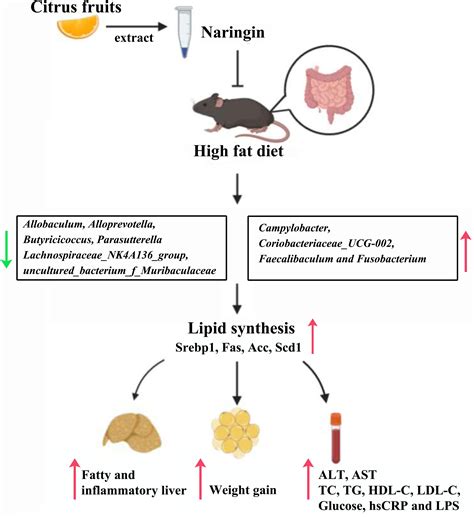 Frontiers Naringin Attenuates High Fat Diet Induced Non Alcoholic