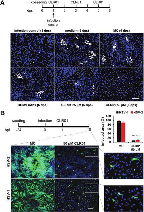 CLR01 Inhibits Cell To Cell Spread Of HCMV And HSV 1 2 A Human