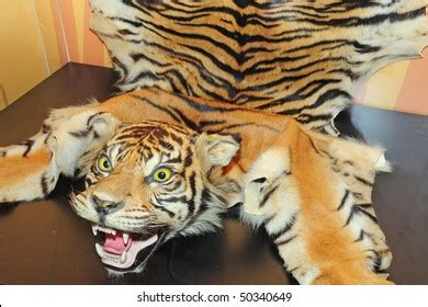 396 Tiger poaching Images, Stock Photos & Vectors | Shutterstock