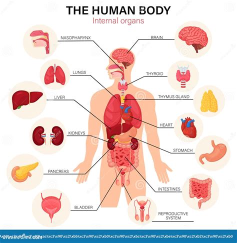 órganos Internos Del Cuerpo Humano Diagrama Afiche Infográfico Plano Con Iconos Ubicación De