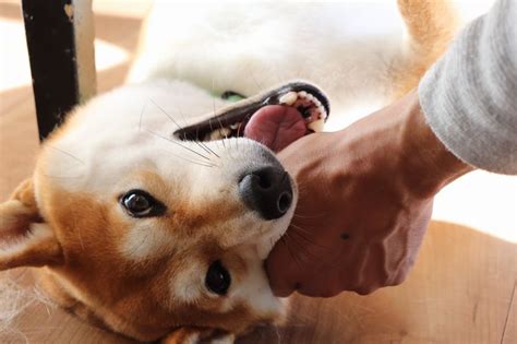 【犬の甘噛みの直し方】なかなか甘噛みが直らない犬をしつける方法 いぬぷらす