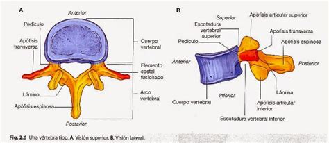 Anatomía De La Columna Vertebral AnatomÍa BÁsica De La Columna Vertebral