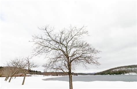 Sugar Maple In Winter Snow Lake Taghkanic Stock Photo Image Of