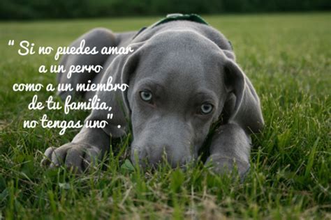 Mejores Frases Sobre Perros Y Su Fidelidad