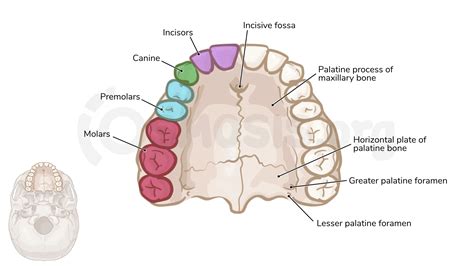 Mouth Anatomy Alveolar Ridge At Ashley Kimberly Blog