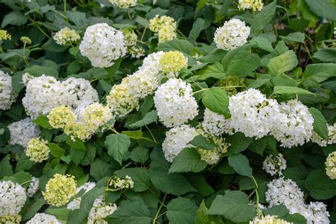 C Mo Cultivar La Hortensia Lisa Hydrangea Arborescens Besthome