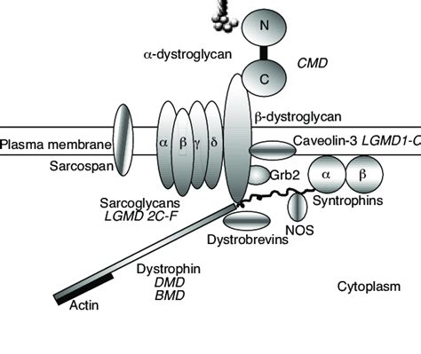 Dystrophin Glycoprotein Complex DGC It Is A Group Of Peripheral And