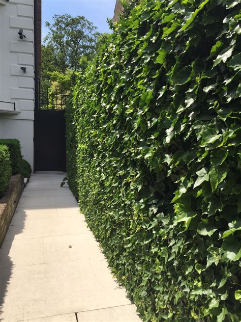 Hedera Hibernica Ivy Wall In 2024 Back Garden Design Garden Entrance