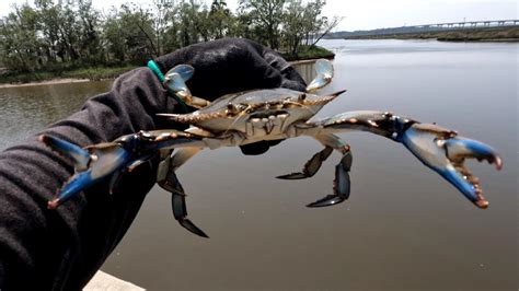 Adventurous Day Catching Blue Crabs Crabbing In Florida Visiting