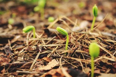 Seeds Not Germinating 12 Causes And Things To Watch For