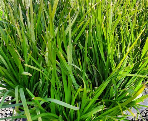 lomandra hystrix tropicbelle urban tree farm nursery