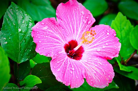 floral tropical wallpaper 6