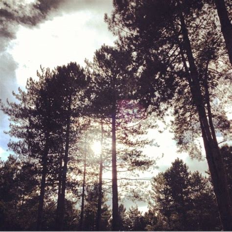 Thetford forest park | Thetford forest, Woodland art, Forest park