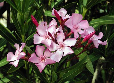 Oleandro Nerium Oleander L Como Plantar