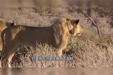 狮子趴地上刨疣猪洞，不料下一秒被疣猪给算计了，镜头拍下全过程猪洞镜头狮子