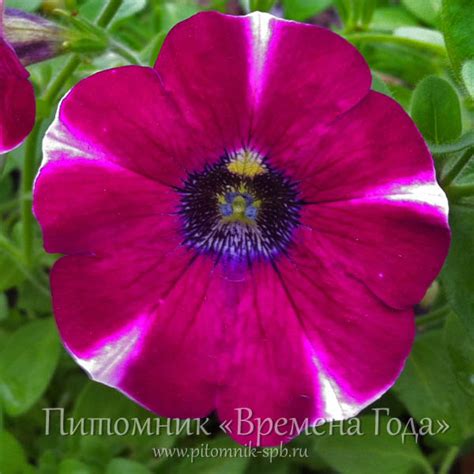 PETUNIA 'Cascadias Bicolor Cabernet' - Петуния каскадная (ампельная ...