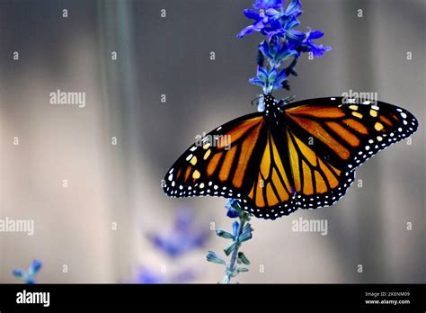 Female Monarch Butterfly On Blue Salvia Stock Photo Alamy