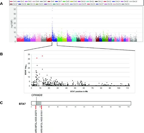 Results Of Genome Wide Association Study Gwas Using Snp Data Of