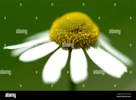 German Chamomile Matricaria Chamomilla Old Medicinal Plant Which Is