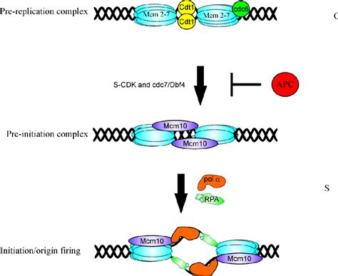 Figure 1 From Identification Of Novel Small Molecule Inhibitors Of