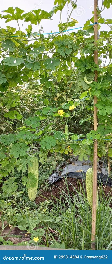 Momordica Charantia Or Bitter Melon Also Known As Paria Stock Photo