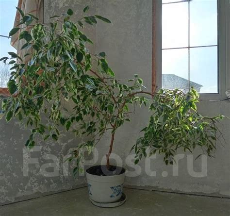 Фикус Бенджамина, в наличии. Цена: 3 000₽ в Находке