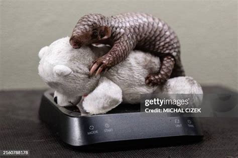 23 Baby Pangolin Stock Photos, High-Res Pictures, and Images - Getty Images