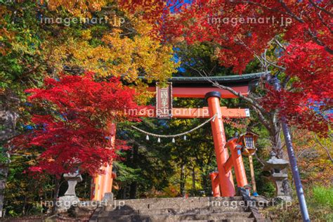 山梨県富士吉田市 紅葉に染まる新倉富士浅間神社の鳥居の写真素材 210185741 イメージマート