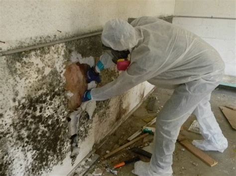 Mold Removal