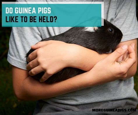 Do Guinea Pigs Like To Be Held More Guinea Pigs