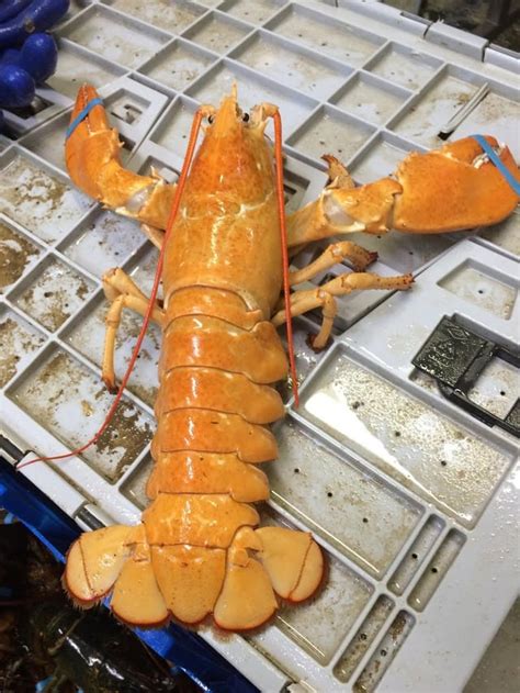 Rare Yellow Lobster (1 in 30 million) : RealLifeShinies