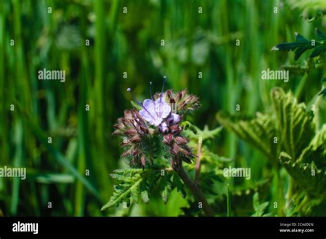 A Violet Tansy Growing In The Meadow In The Middle Of High Weeds