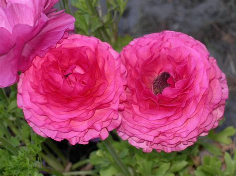 Ranunculus One Of My Favourite Flowers Ranunculus Is A Gen Flickr