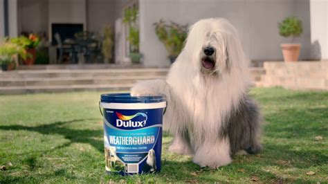 Dulux dog risks extinction – Dog Nerd