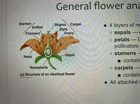 Angiosperms Lecture Flashcards Quizlet