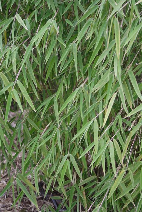 Thamnocalamus spathiflorus | Pan Global Plants