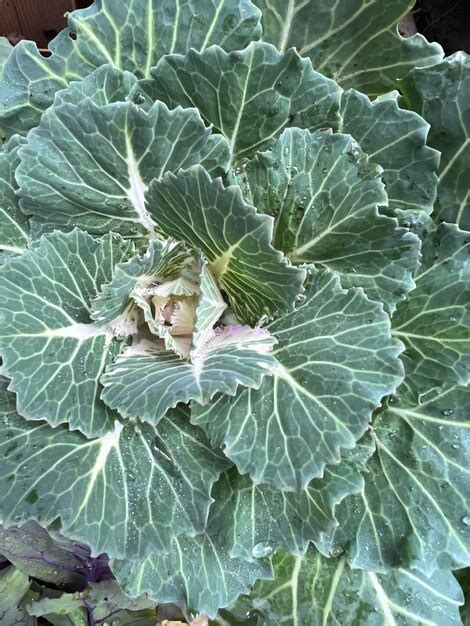 Premium Photo | Ornamental decorative cabbage background organic purple decorative cabbage in ...