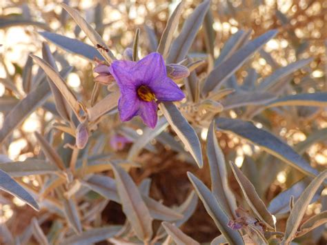 Vicflora Solanum Sturtianum