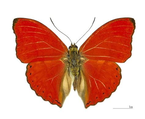 blood red glider butterfly cymothoe sangaris spread