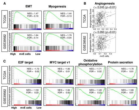 Gene Set Enrichment Analysis GSEA Of MvE Cell CRC In The TCGA And