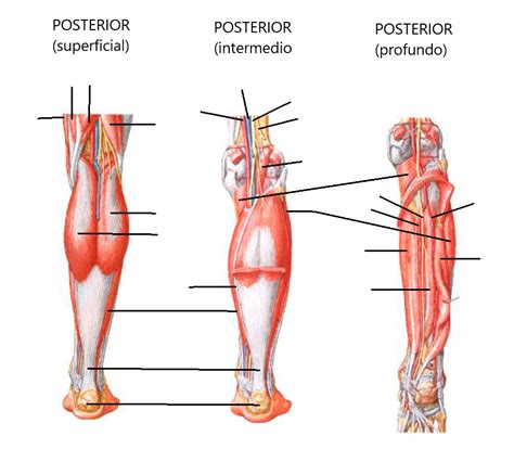 Diagrama De Miembros Inferiores Pierna M Sculos Posteriores Quizlet