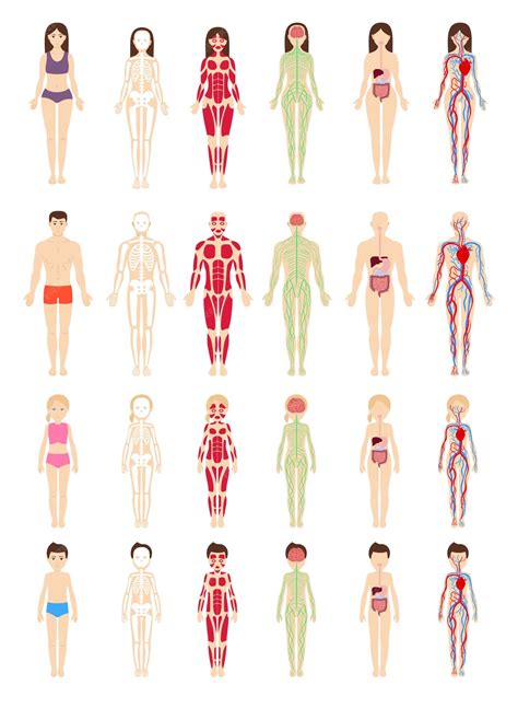 Premium Vector | Cartoon human body organs systems Anatomical biology