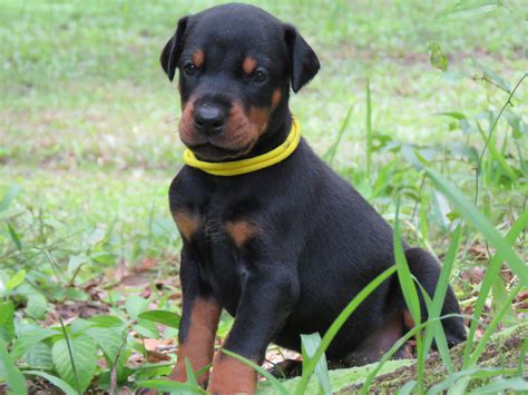 Yellow Female Shine Akc Doberman Puppies For Salehawthorne Fl